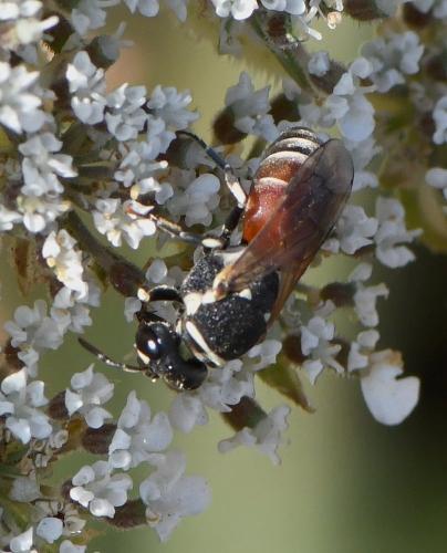 Hylaeus sp.